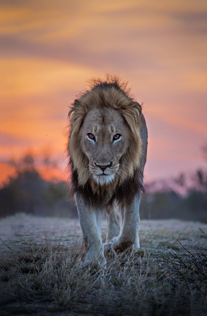 Motswari Private Game Reserve | Lion