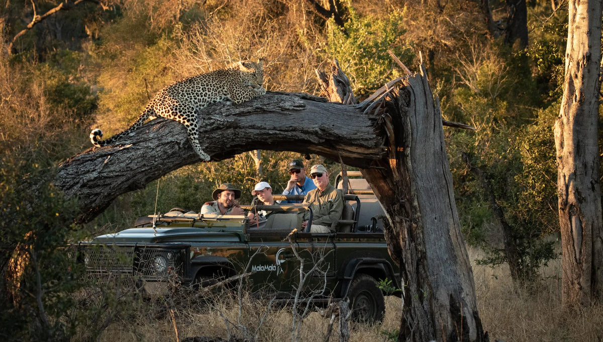 Game Drives