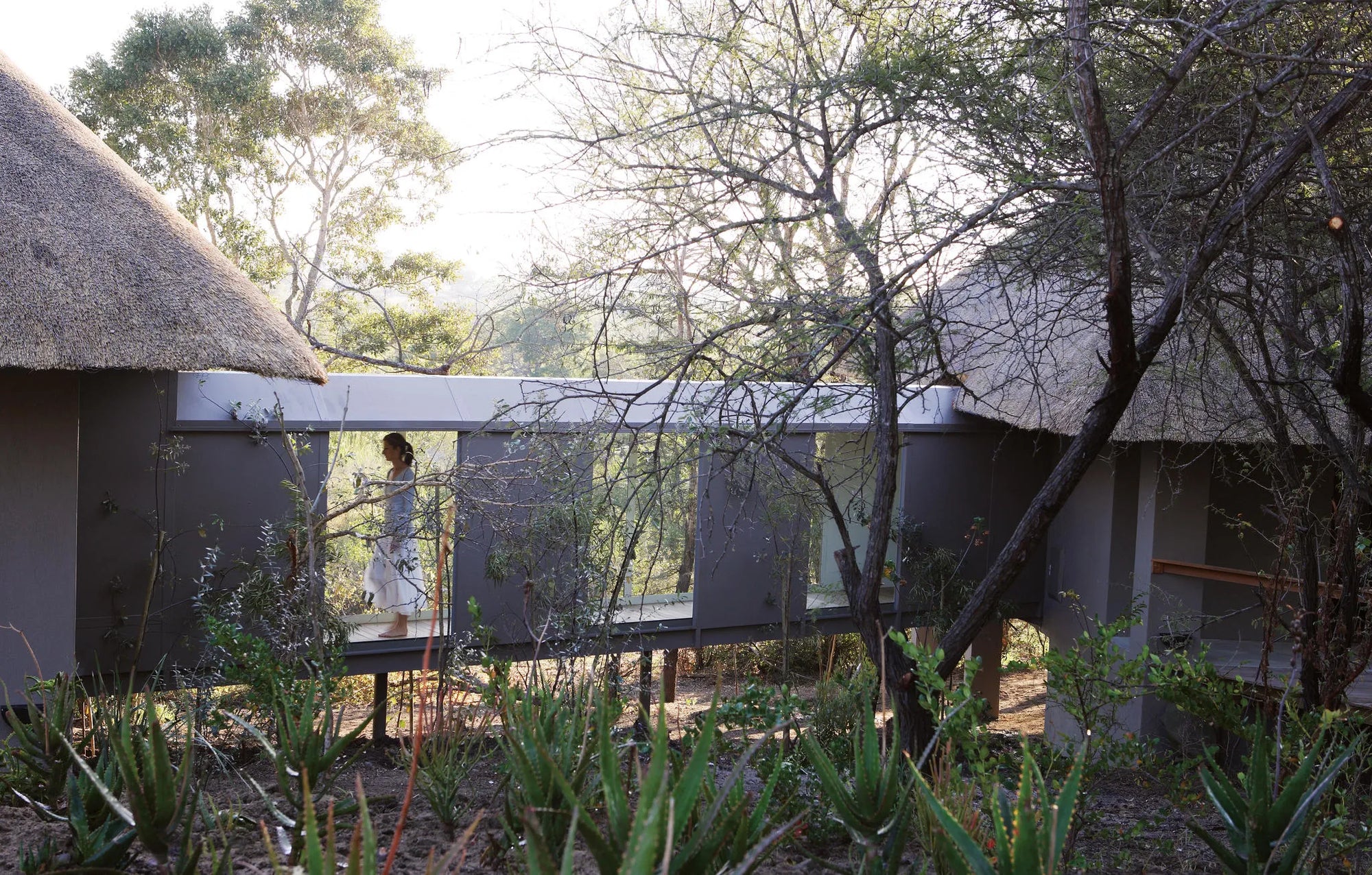 Londolozi Pioneer Camp - Interleading skywalk between rooms at Londolozi Pioneer Camp, Londolozi Game Reserve, South Africa.