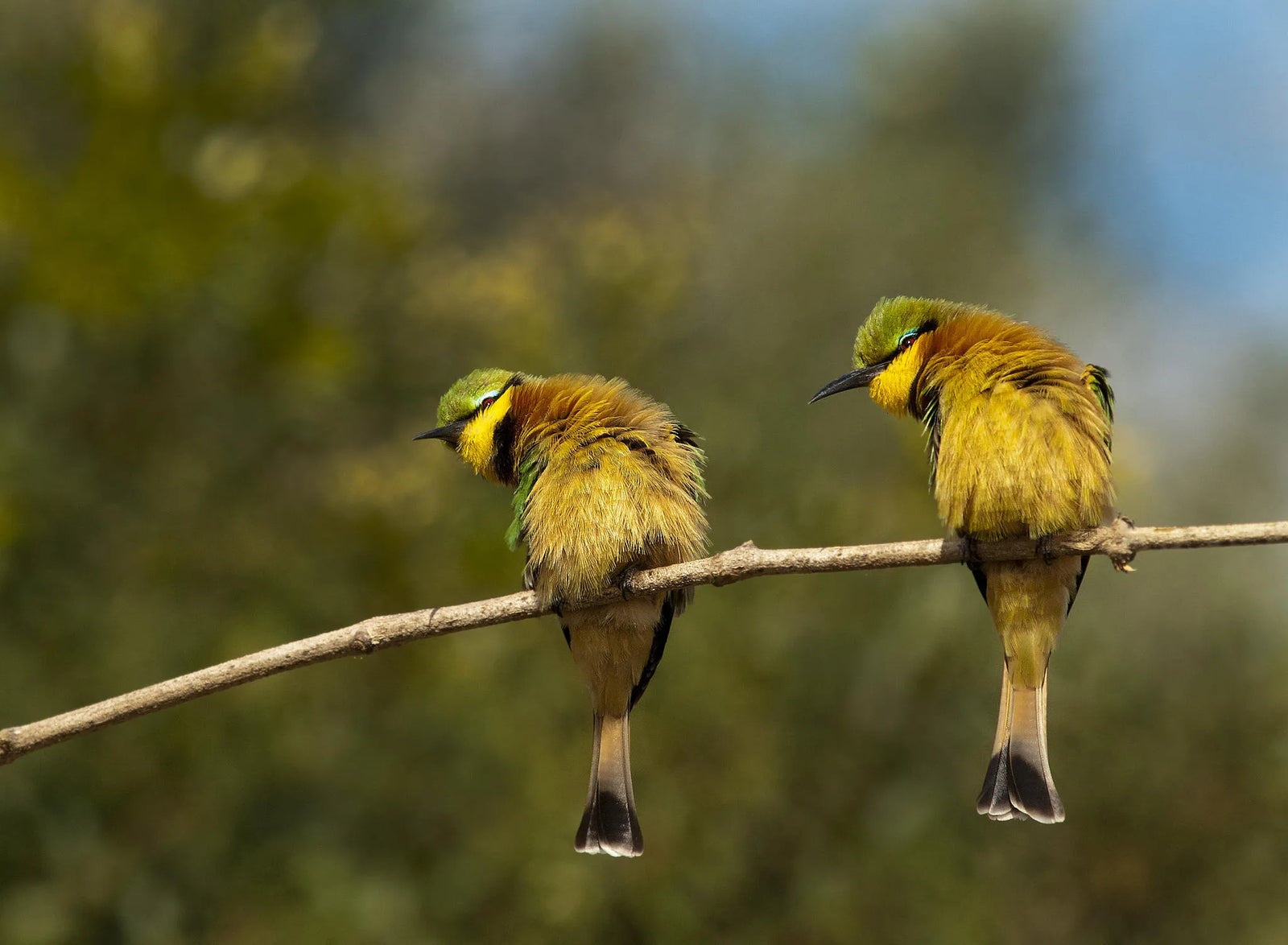 Birding