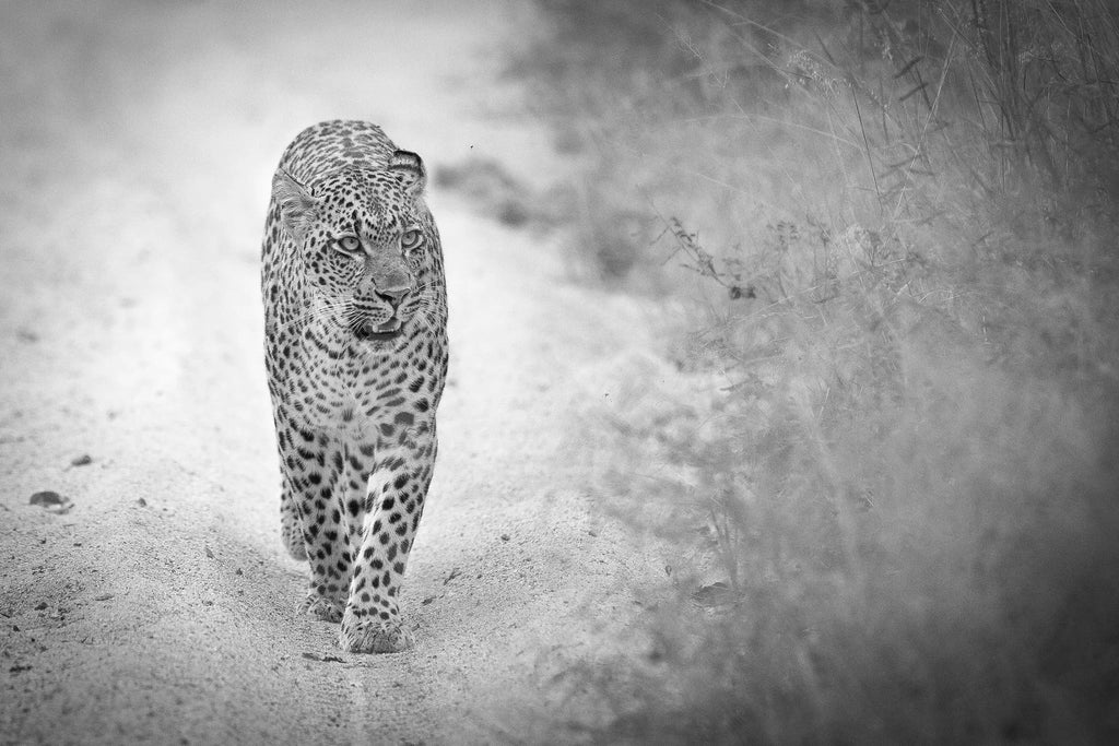 Londolozi leopards at Londolozi Tree Camp, Londolozi Game Reserve, South Africa.