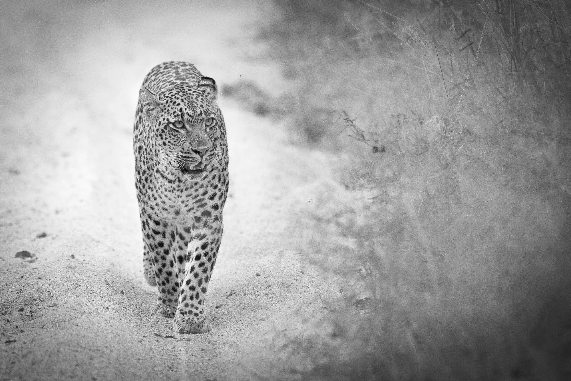 Londolozi leopards at Londolozi Tree Camp, Londolozi Game Reserve, South Africa.