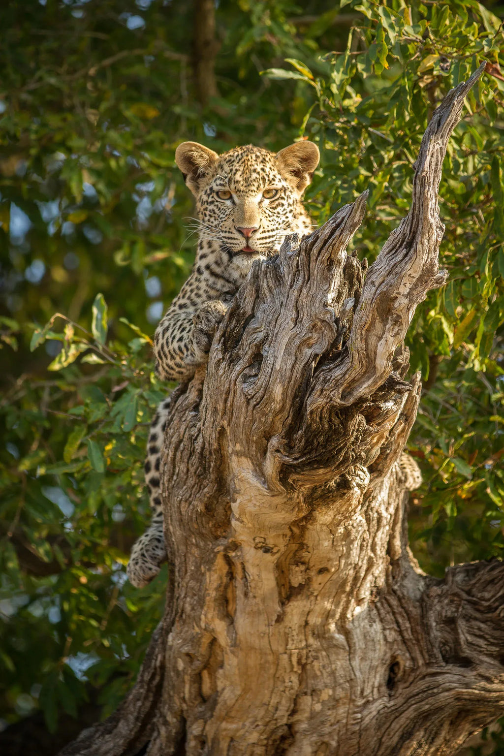 Leopard in a tree at Londolozi Tree Camp, Londolozi Game Reserve, South Africa.