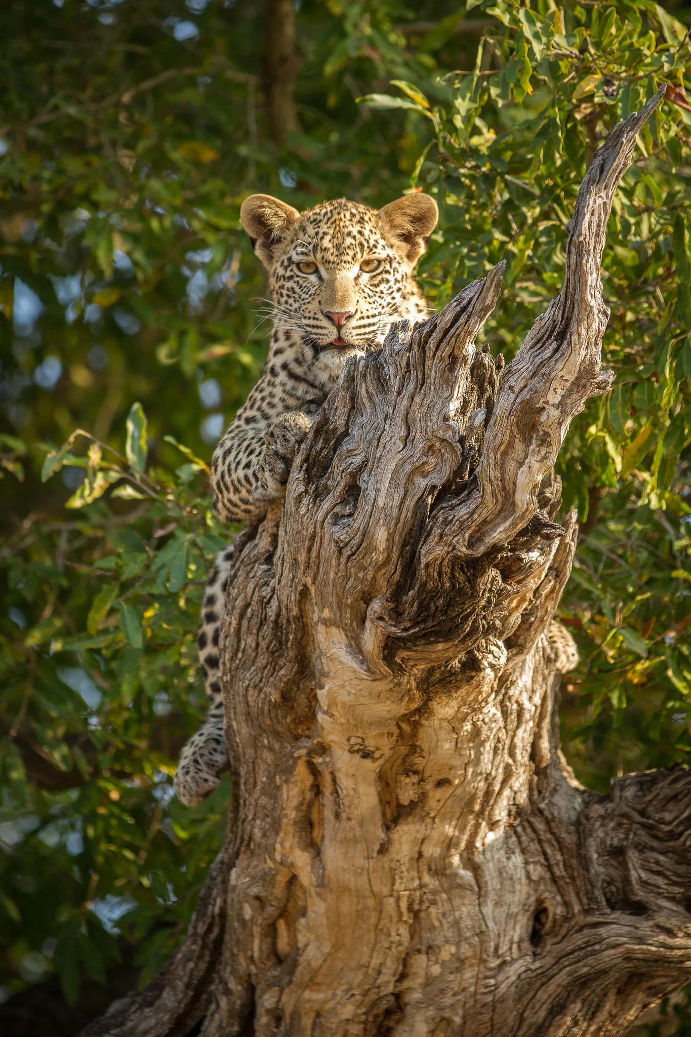 Leopard in a tree at Londolozi Tree Camp, Londolozi Game Reserve, South Africa.