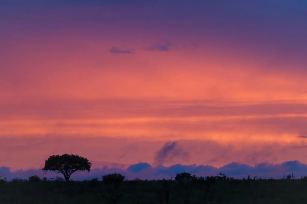 Summer sunsets at Londolozi Tree Camp, Londolozi Game Reserve, South Africa.