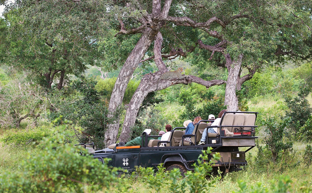 On safari at Londolozi at Londolozi Tree Camp, Londolozi Game Reserve, South Africa.