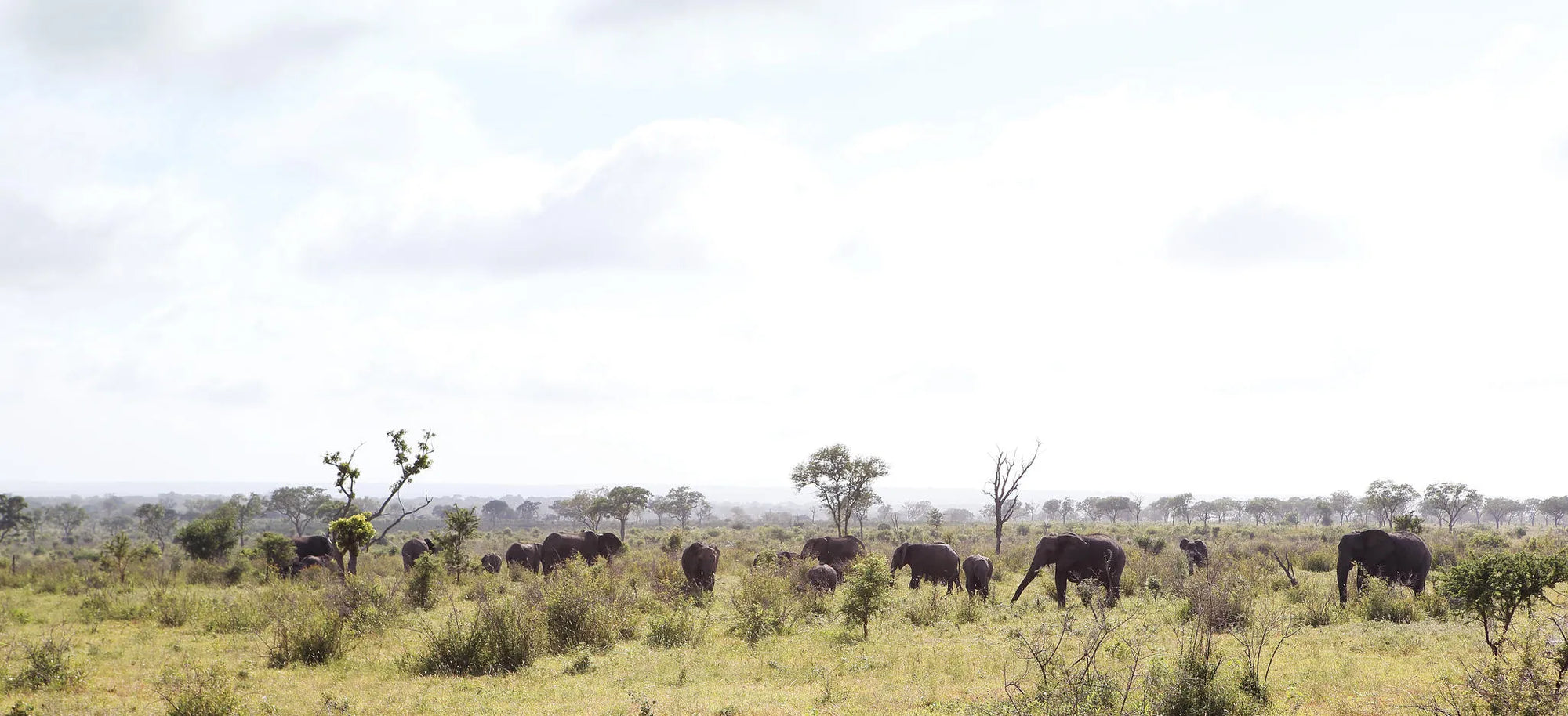 Elephants in Open Areas at Londolozi Tree Camp, Londolozi Game Reserve, South Africa.