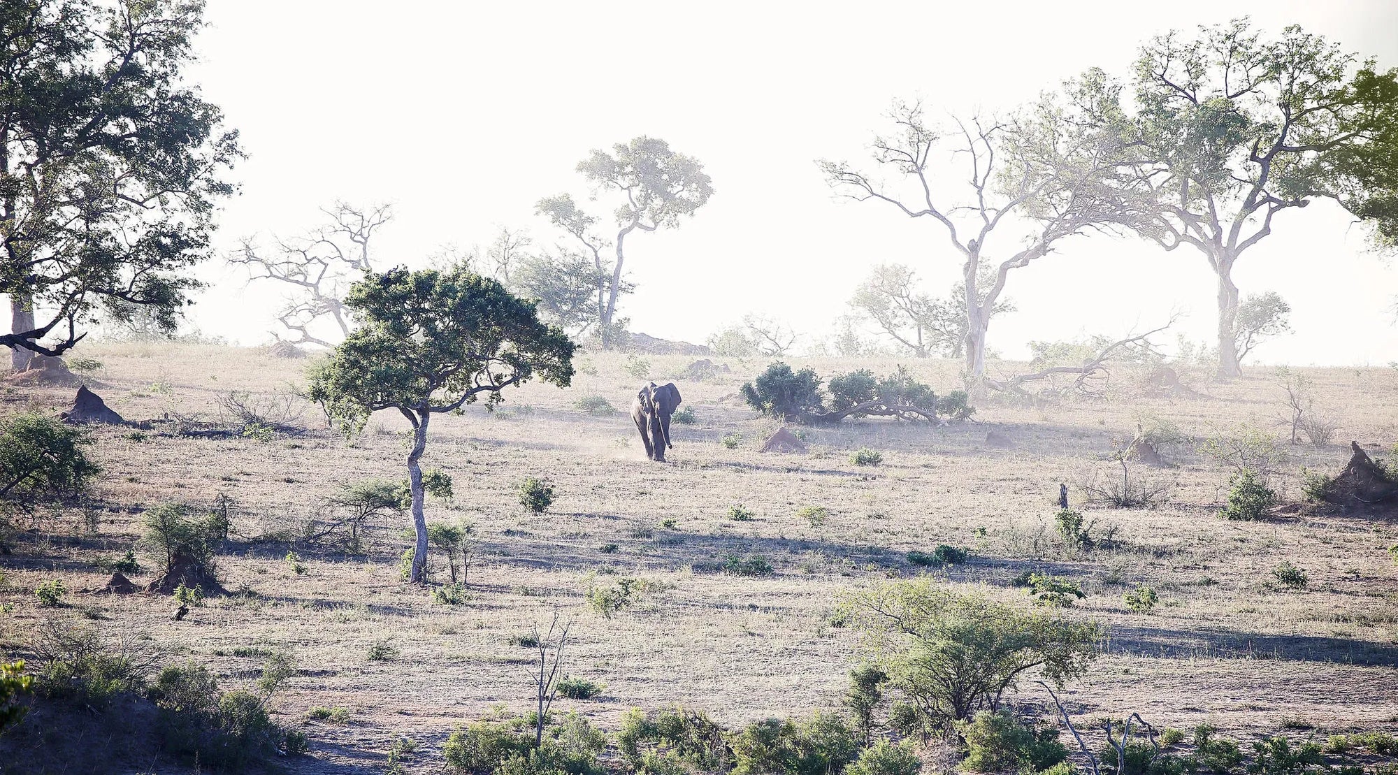 Elephant Landscapes at Londolozi Tree Camp, Londolozi Game Reserve, South Africa.