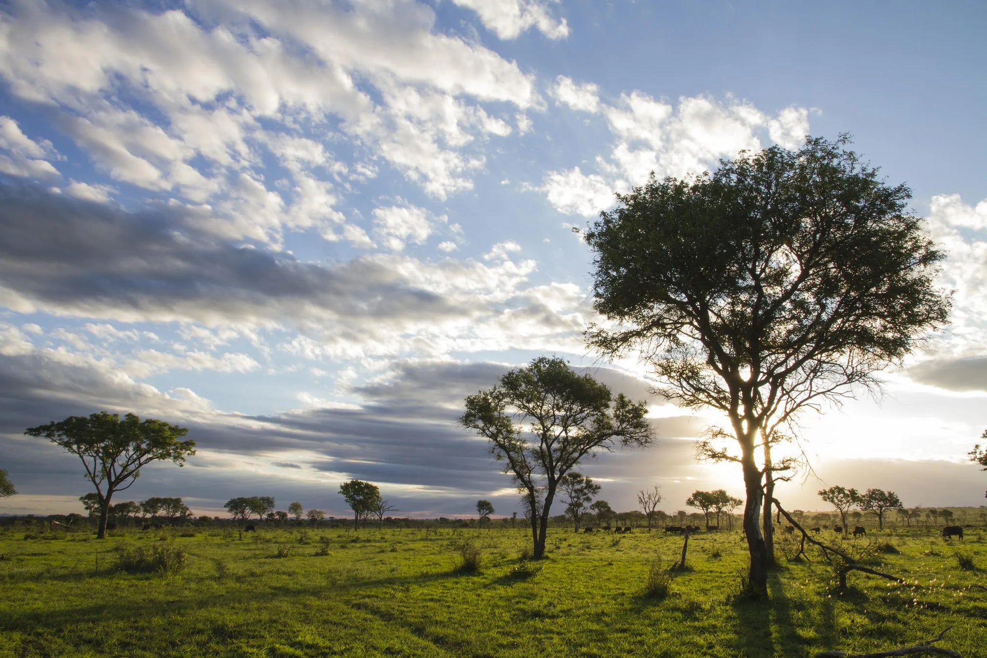 Londolozi Land at Londolozi Tree Camp, Londolozi Game Reserve, South Africa.