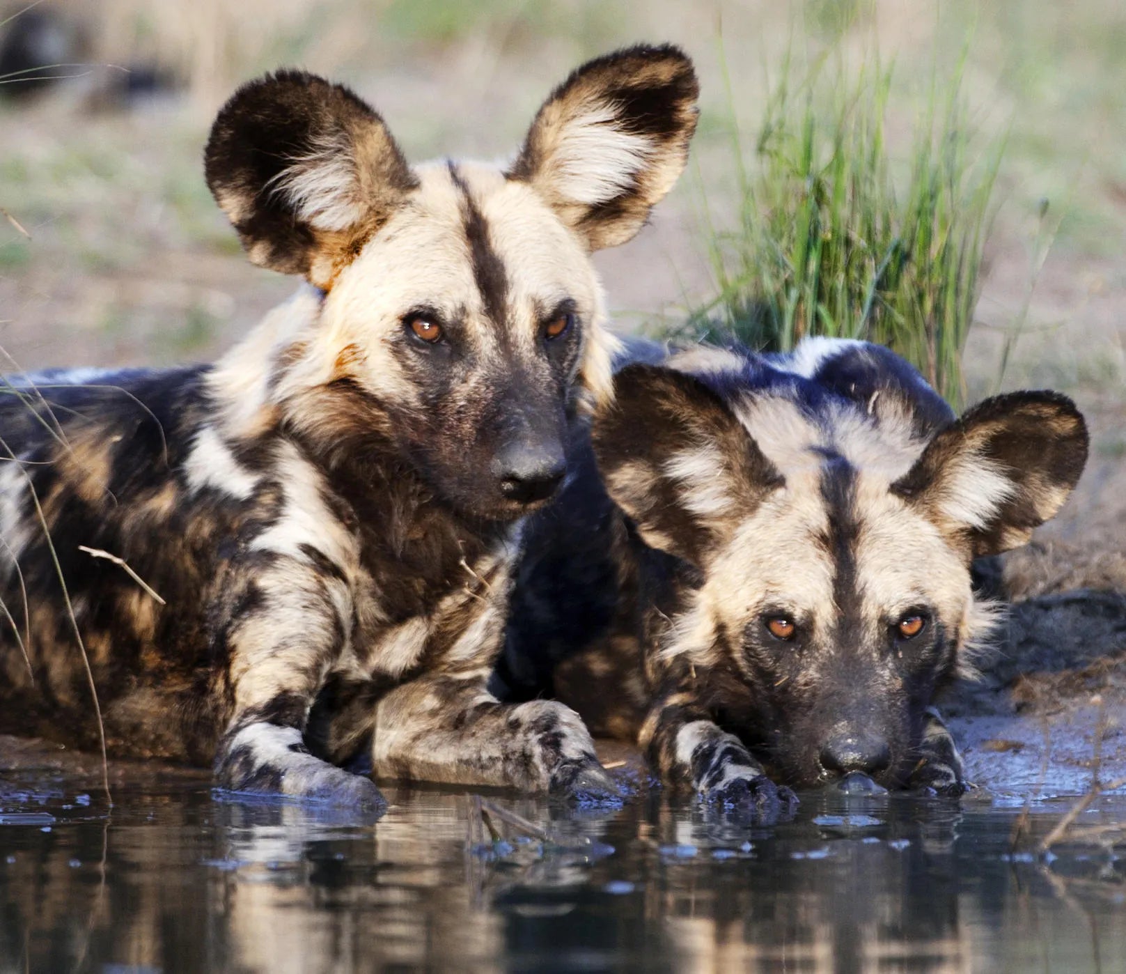 Wild Dogs at Londolozi Tree Camp, Londolozi Game Reserve, South Africa.