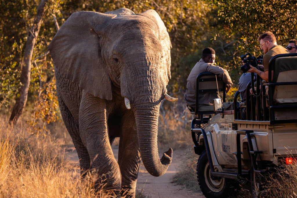 Kapama Wildlife Big Five Safari