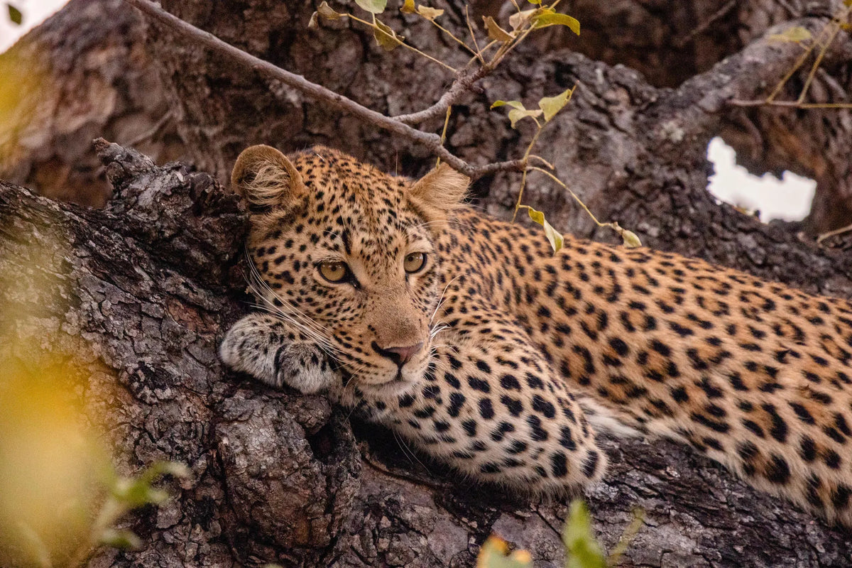 Kapama Wildlife Big Five Safari