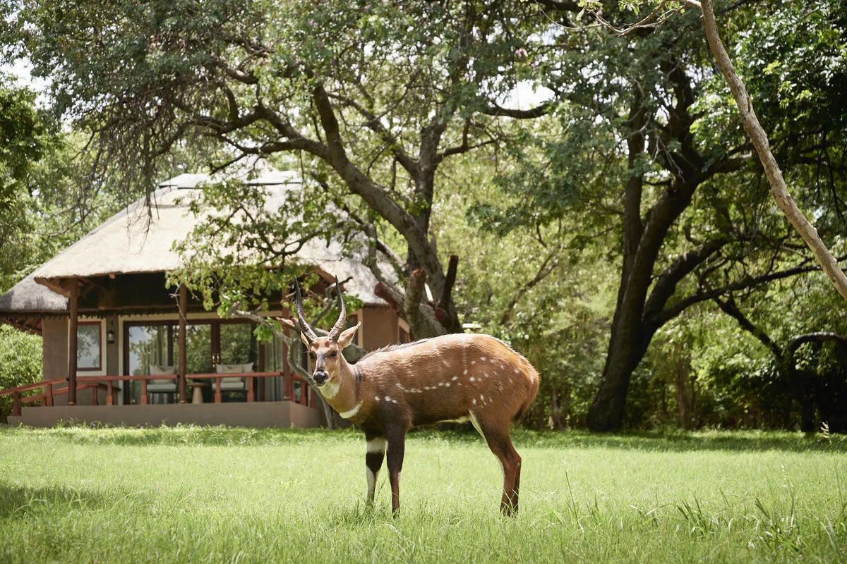 Chobe Chilwero Lodge, an A&K Sanctuary, Chobe River Front, Botswana gallery image 31.