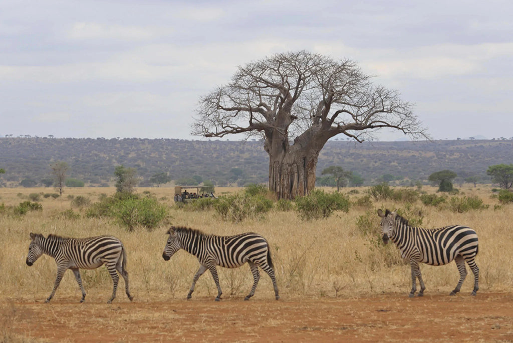 Oliver's - Zebra crossing with baobab trees at Oliver's Camp, Tarangire National Park, Tanzania.