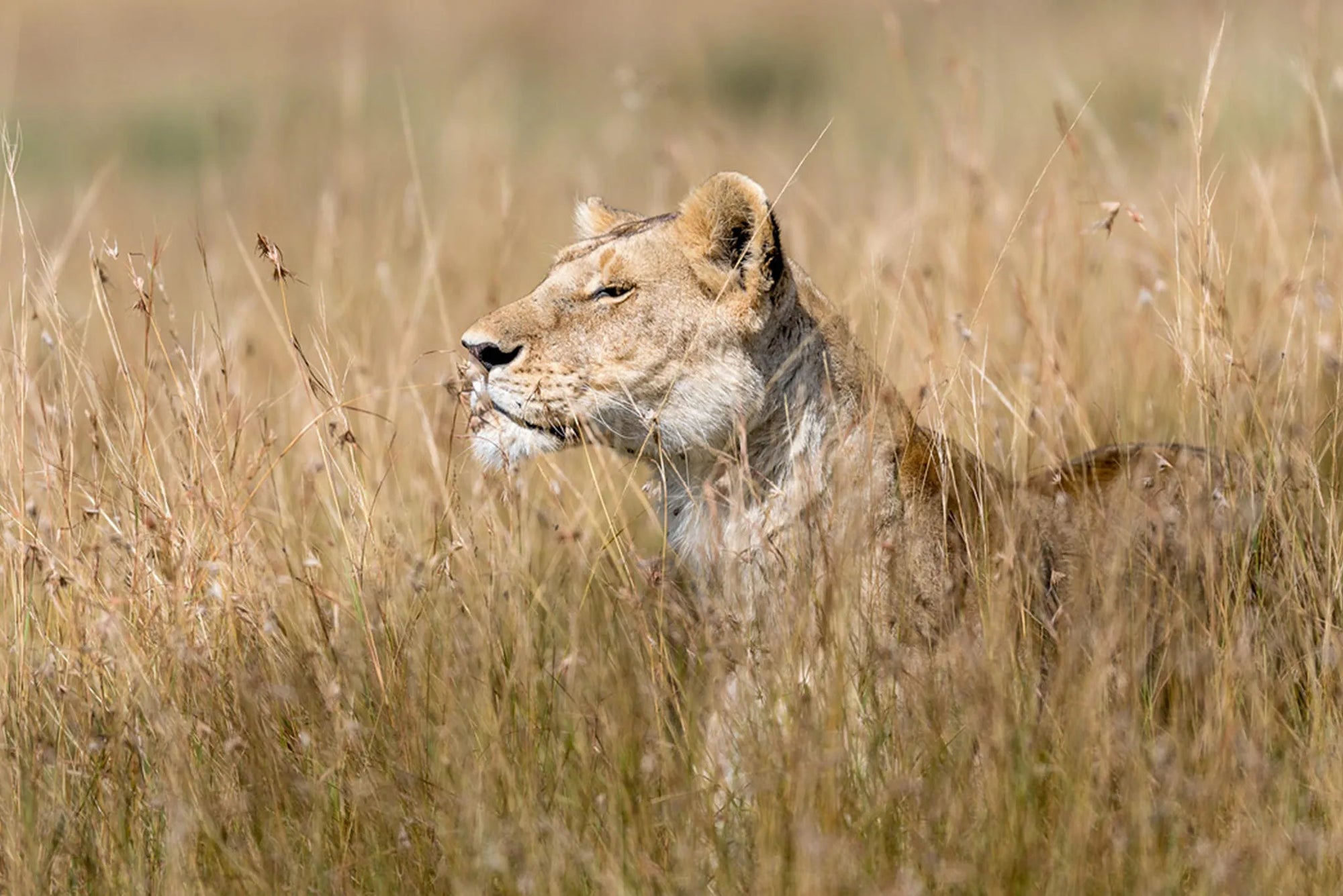 Sayari - Lioness at Sayari, Northern Serengeti, Tanzania.