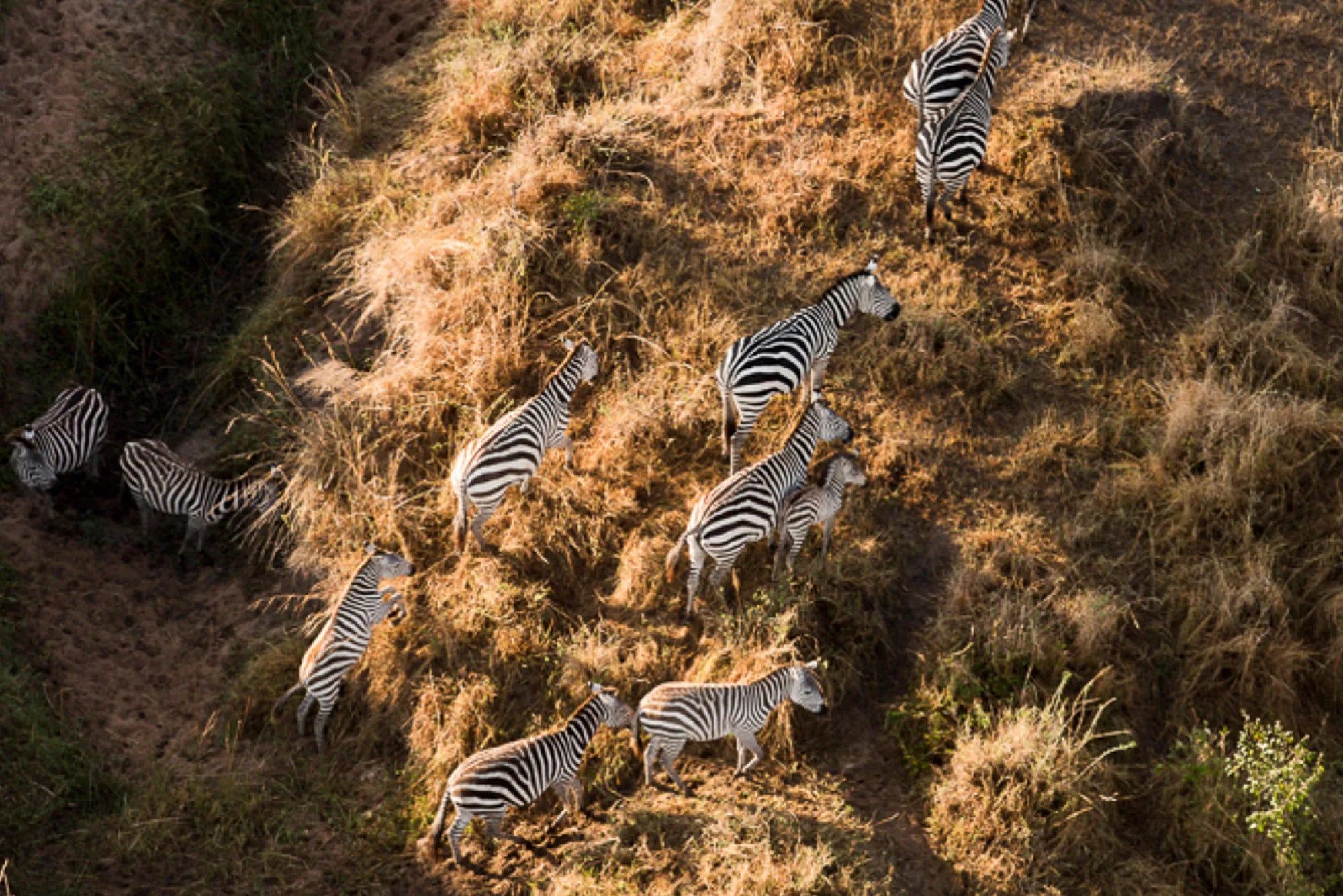 Sayari - Zebra at Sayari, Northern Serengeti, Tanzania.