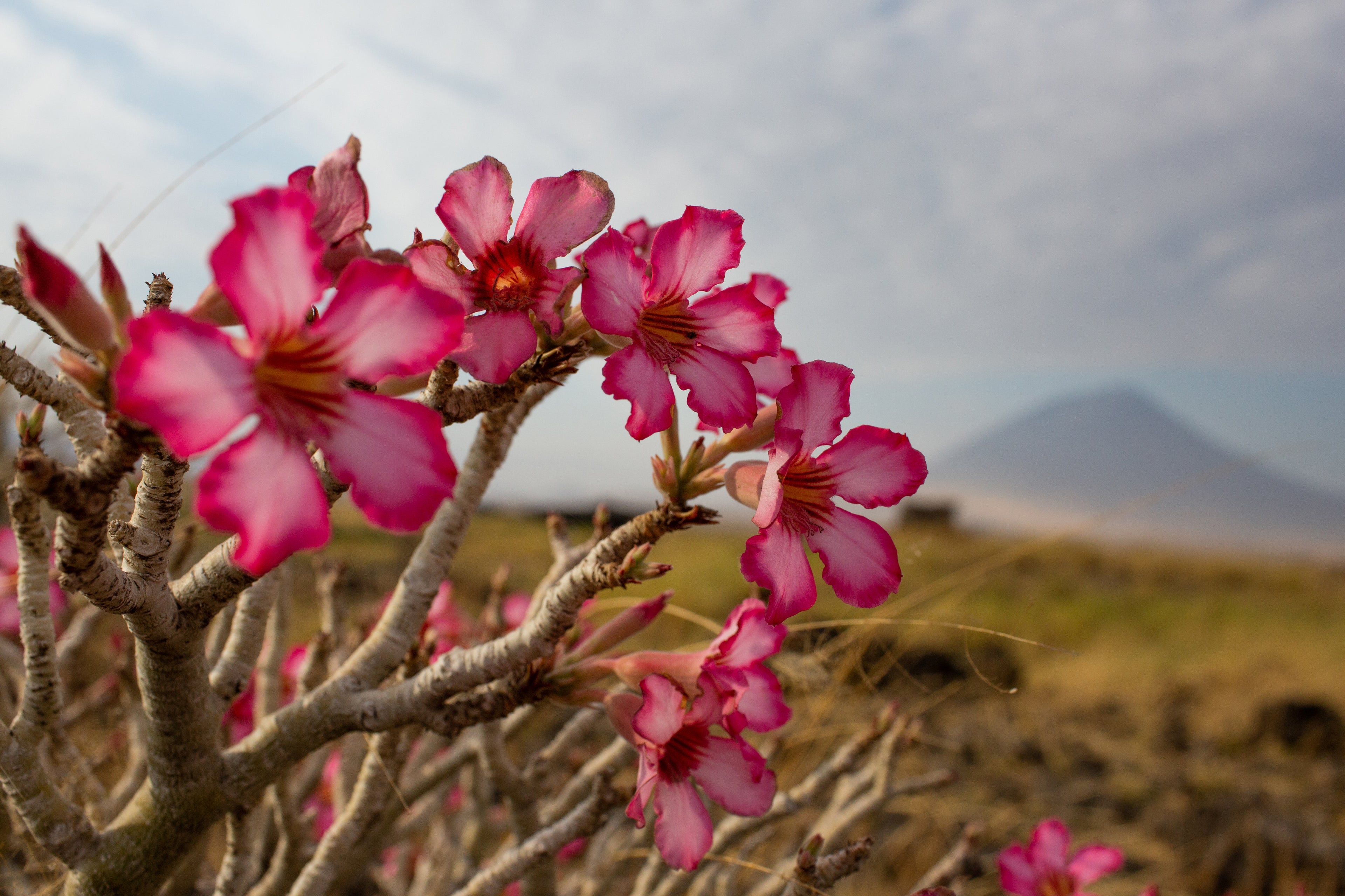 Desert Rose