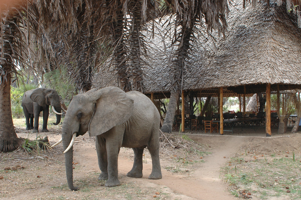 Animals in Camp
