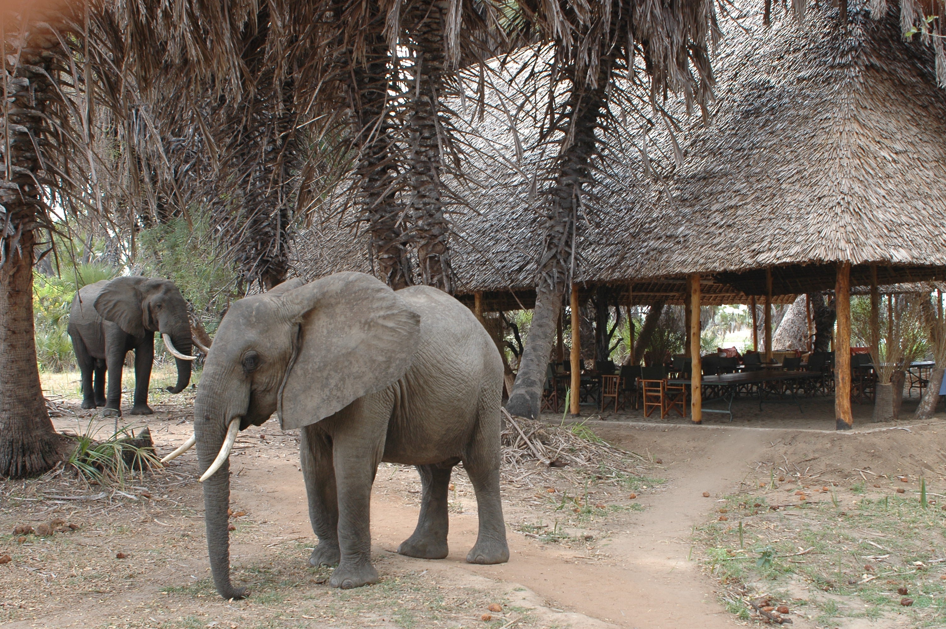 Animals in Camp