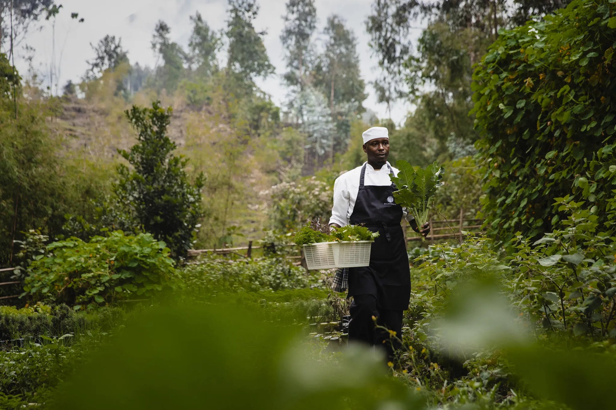 Wilderness Sabyinyo at Wilderness Sabyinyo, Volcanoes National Park, Rwanda.