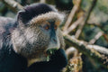 Wilderness Sabyinyo : Wilderness Sabyinyo – Golden Monkey Trekking *