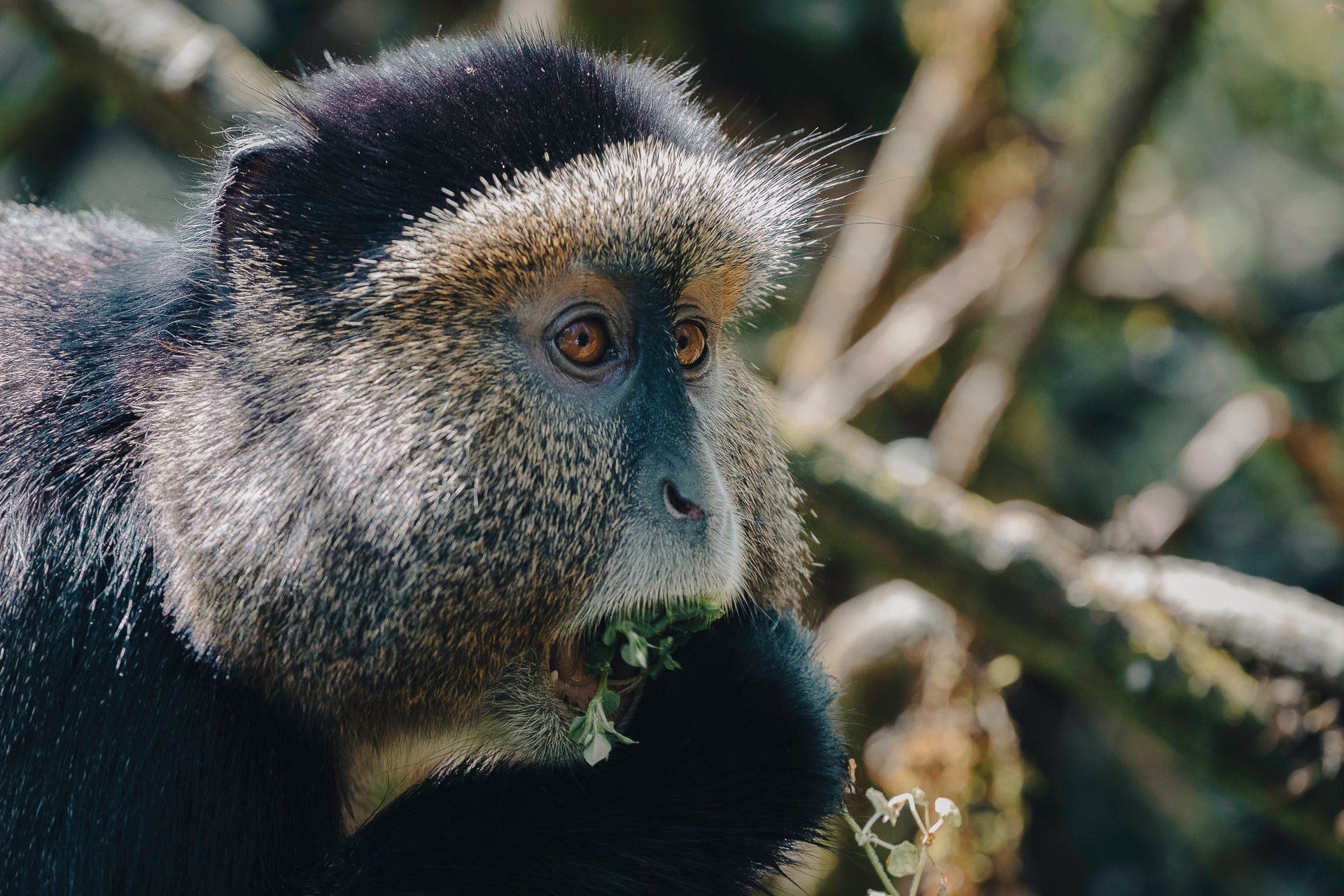 Wilderness Sabyinyo : Wilderness Sabyinyo – Golden Monkey Trekking *