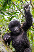 Wilderness Sabyinyo : Wilderness Sabyinyo – Gorilla Trekking *