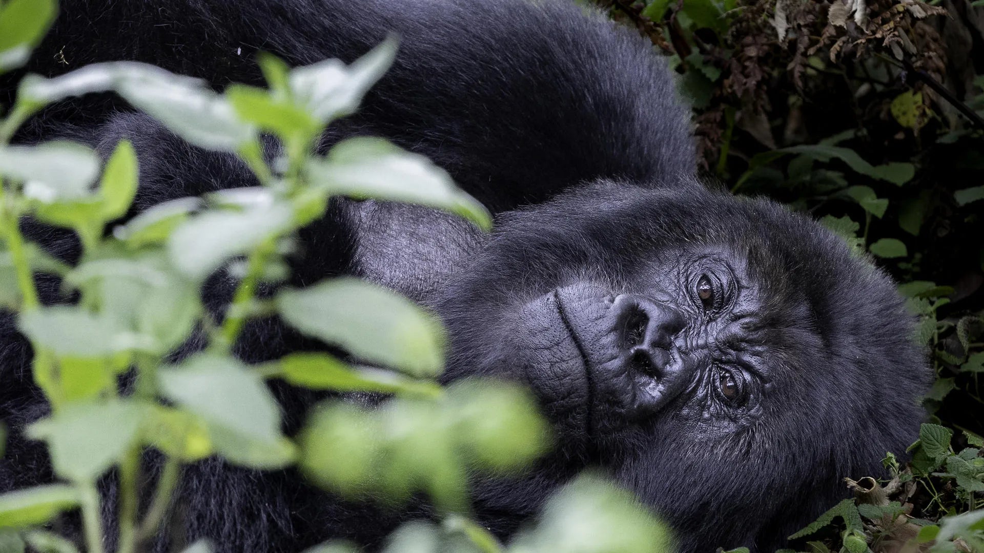 Wilderness Sabyinyo – Gorilla Trekking *