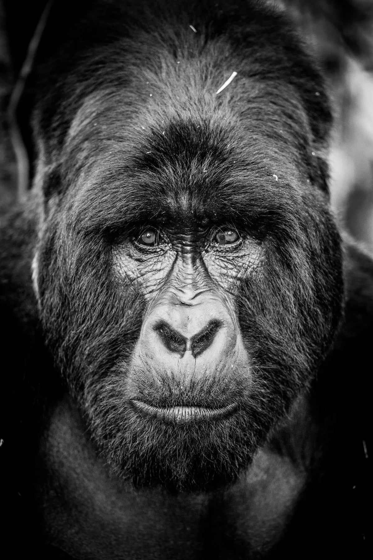 Gorilla Tracking