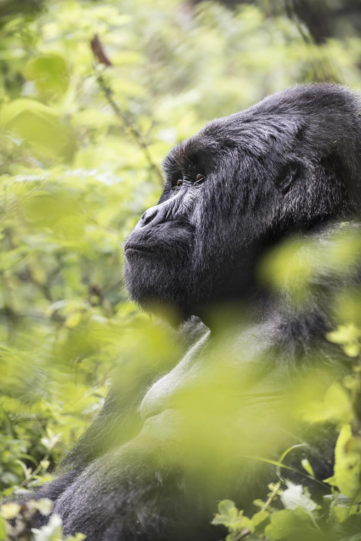 Exclusive Gorilla tracking for a group of 8 guests
