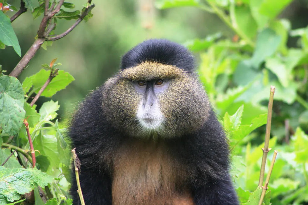 Golden Monkey Tracking
