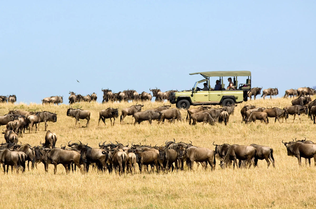 Dunia - Game Drives