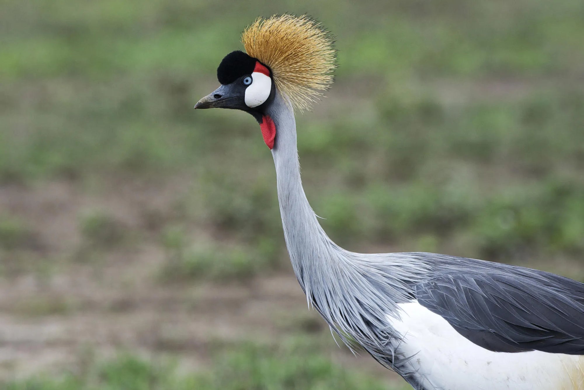Dunia - Crane at Dunia, Central Serengeti, Tanzania.
