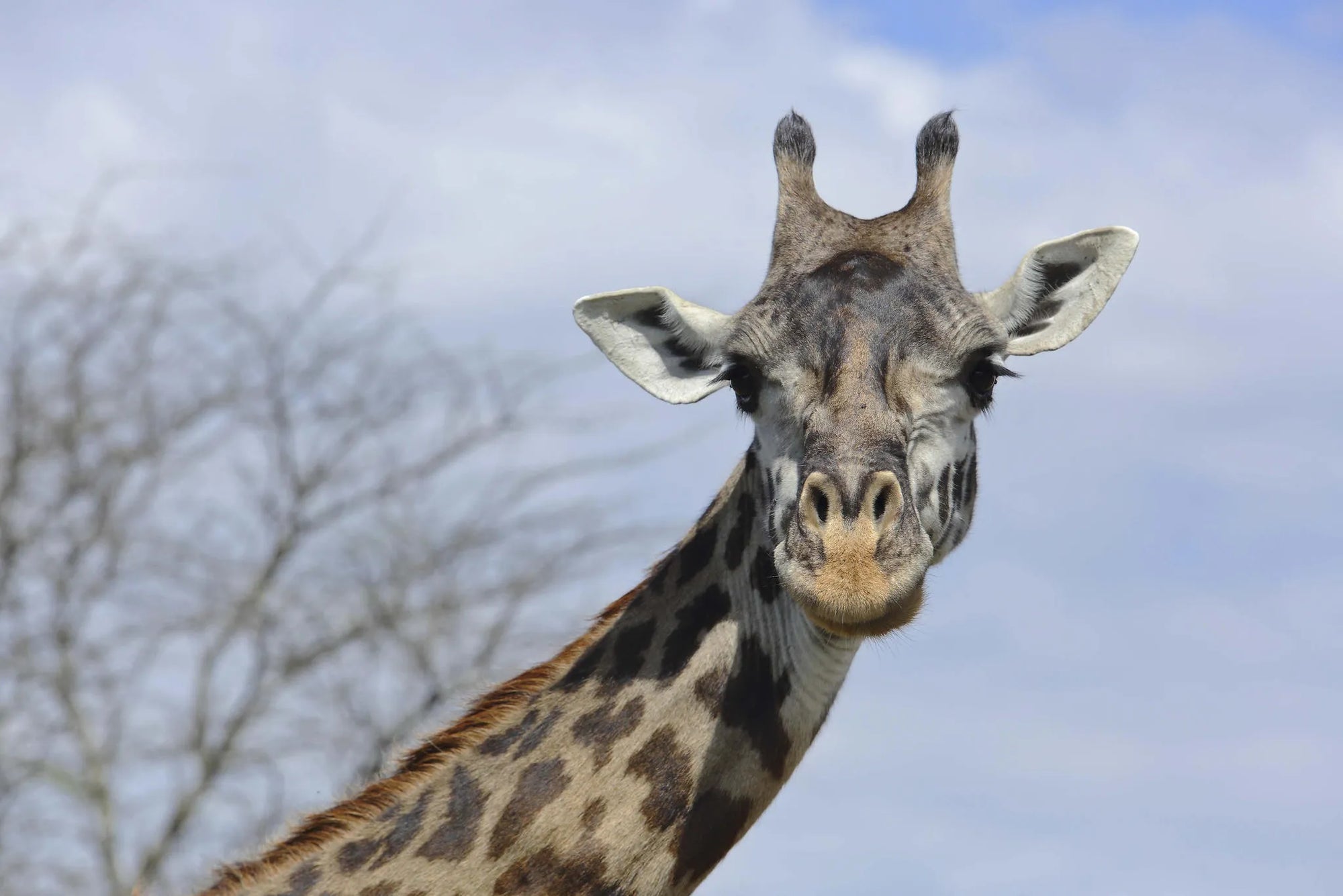 Dunia - Giraffe at Dunia, Central Serengeti, Tanzania.