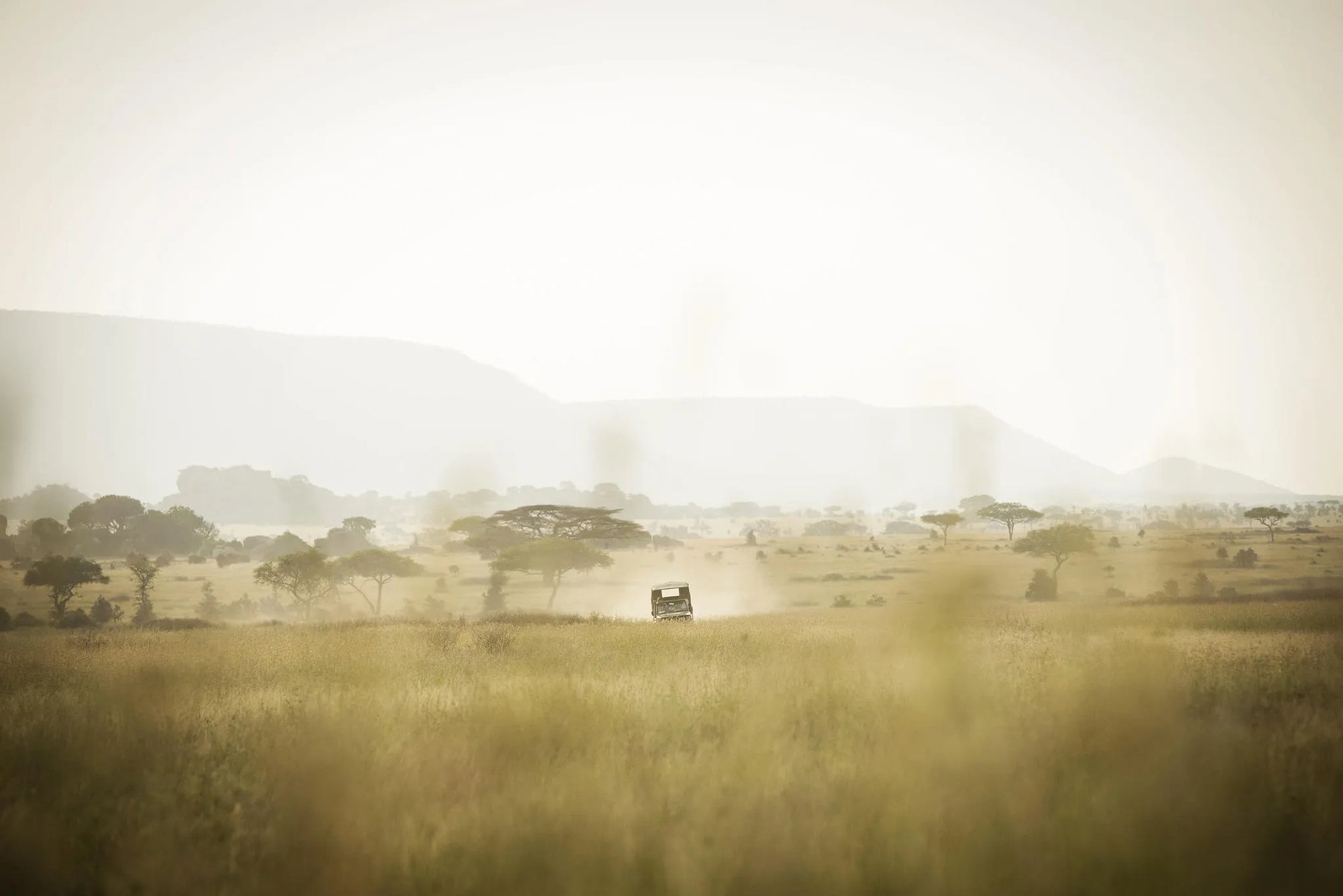 Dunia - Game Drive at Dunia, Central Serengeti, Tanzania.