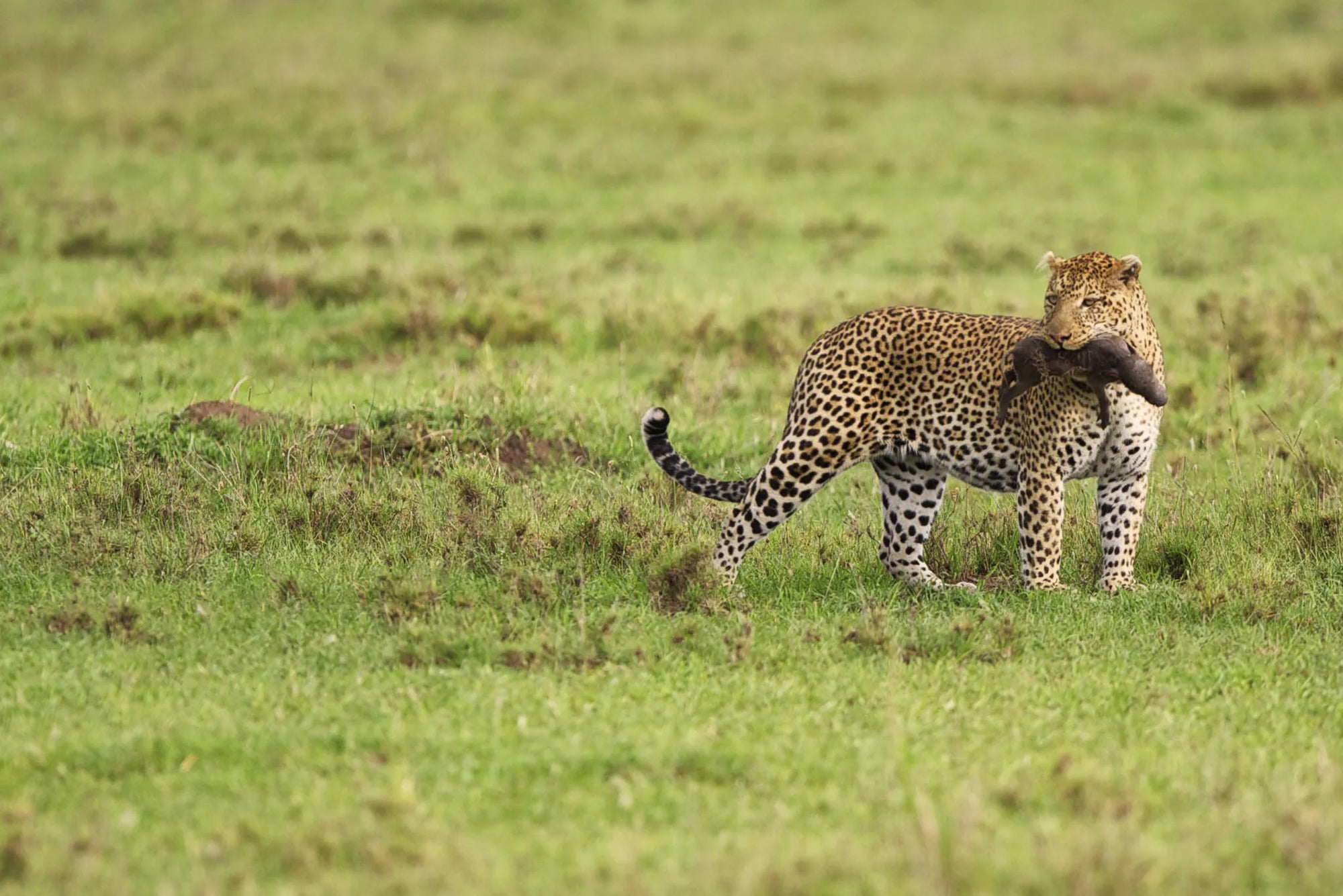 Dunia - Leopard at Dunia, Central Serengeti, Tanzania.