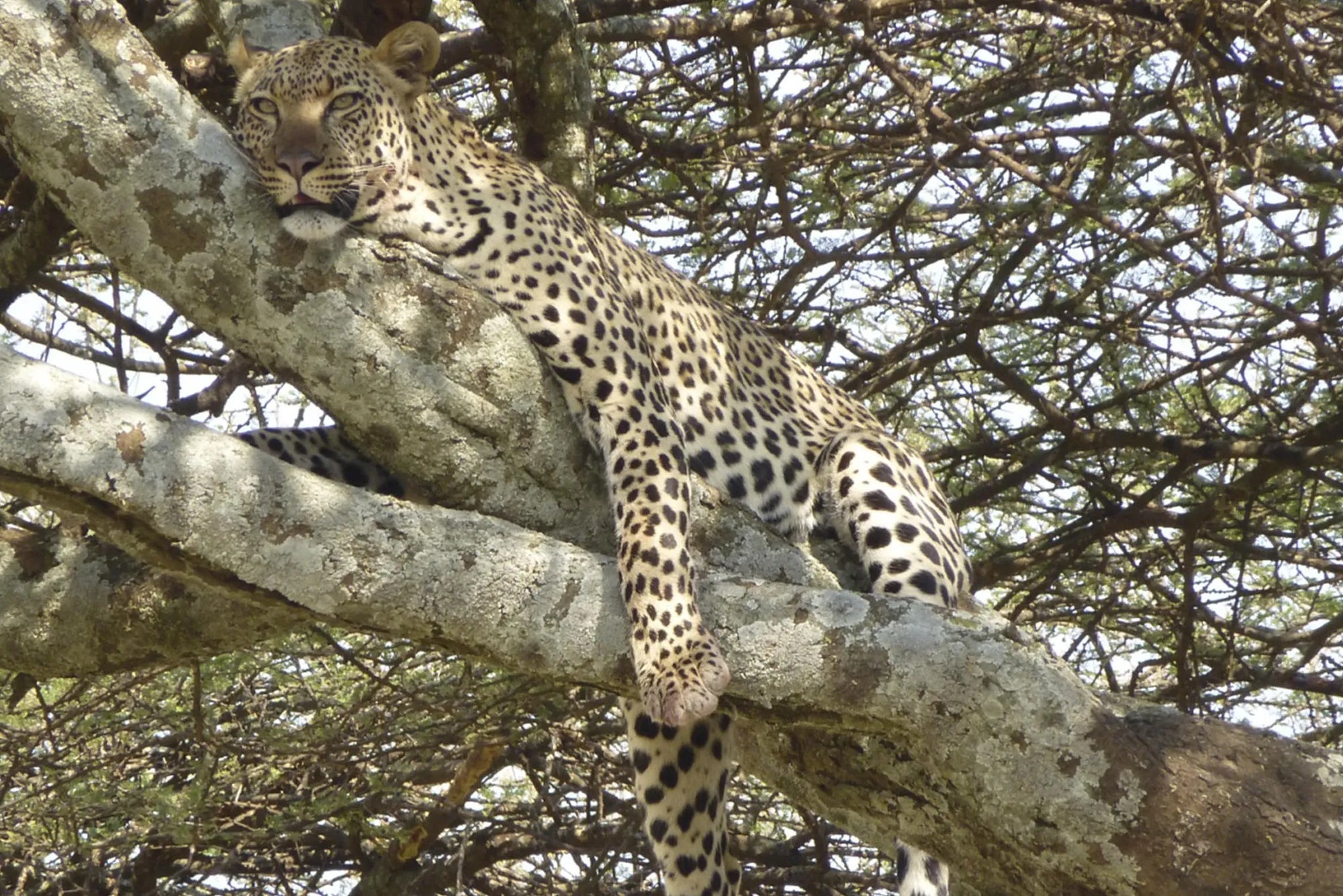 Dunia - Leopard at Dunia, Central Serengeti, Tanzania.