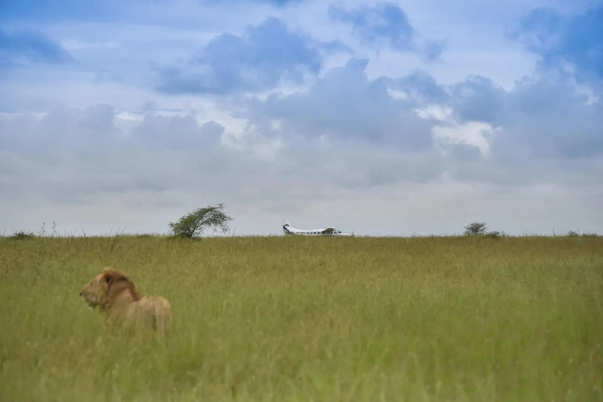 Dunia - Lion and Plane in the Serengeti at Dunia, Central Serengeti, Tanzania.