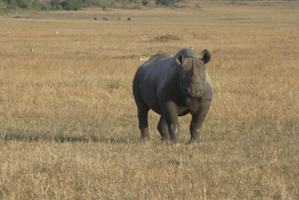 Dunia - Rhino at Dunia, Central Serengeti, Tanzania.