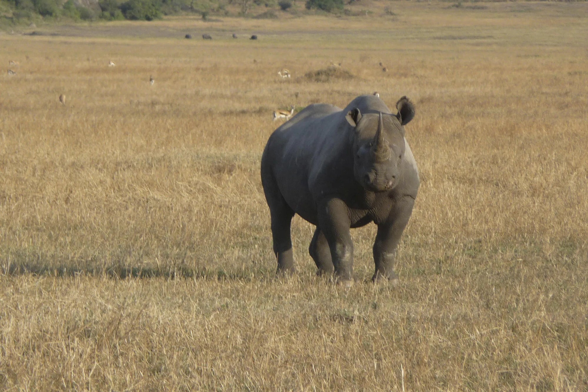 Dunia - Rhino at Dunia, Central Serengeti, Tanzania.