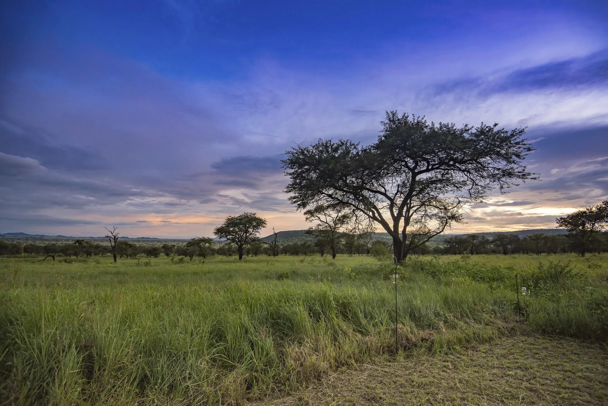 Dunia - Scenic View at Dunia, Central Serengeti, Tanzania.