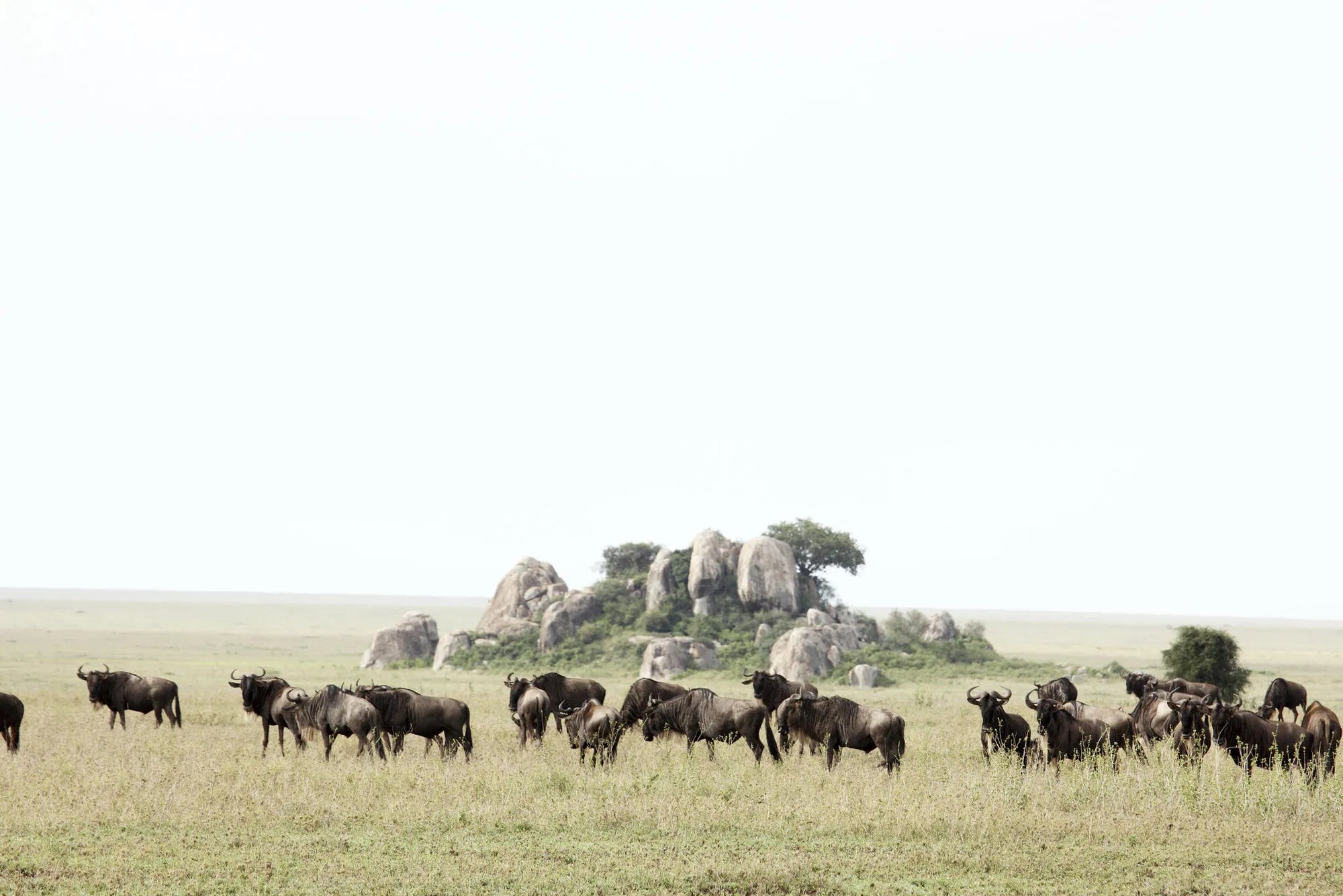 Dunia - Wildebeest at Dunia, Central Serengeti, Tanzania.