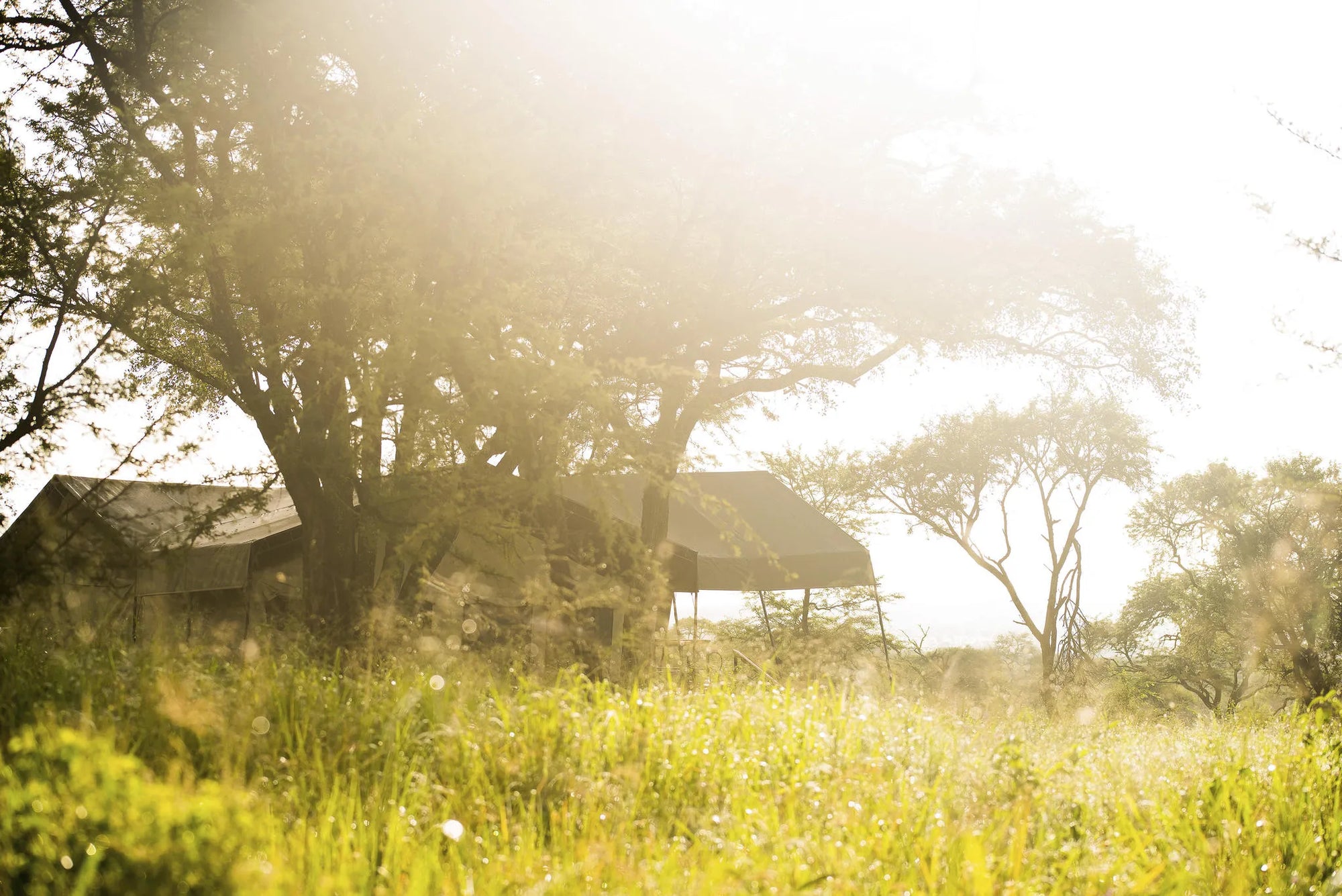 Dunia - Sunrise in Camp at Dunia, Central Serengeti, Tanzania.