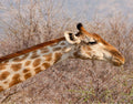 Game Drives  gallery image 1