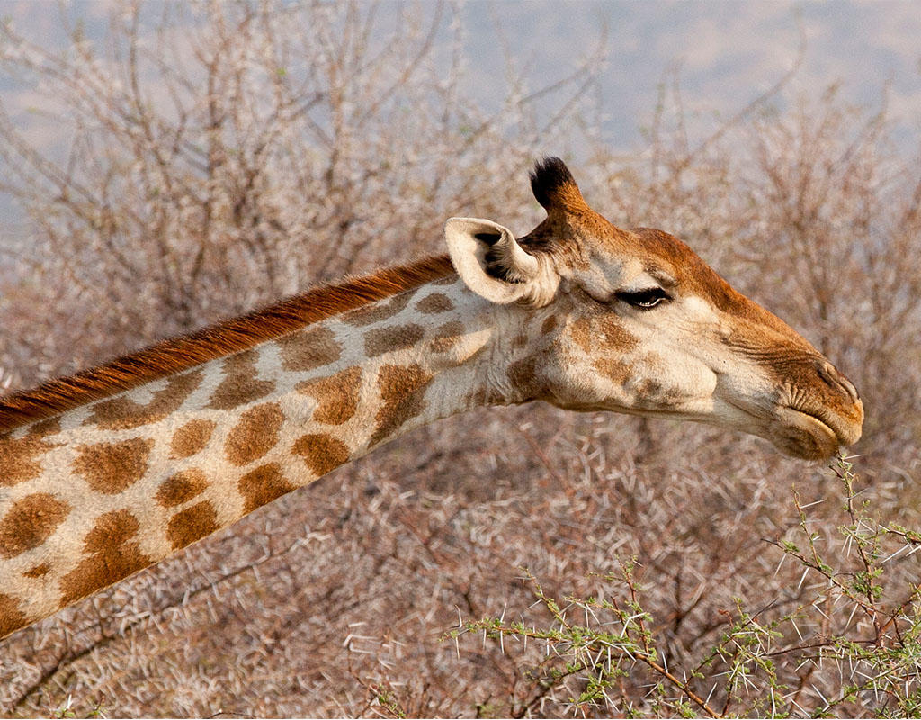 Game Drives