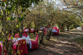 Bush Dining gallery image 1