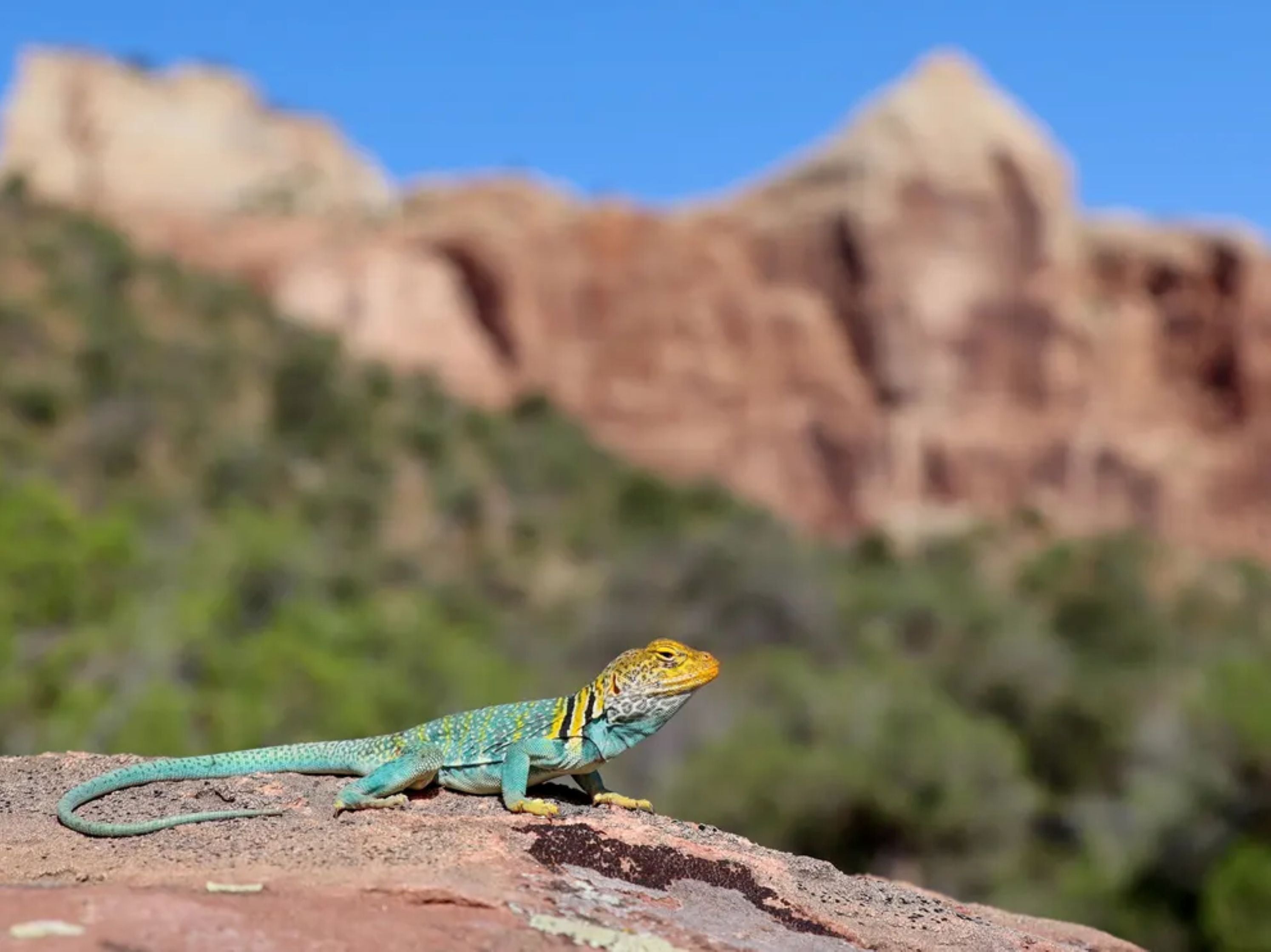 Colorado National Monument