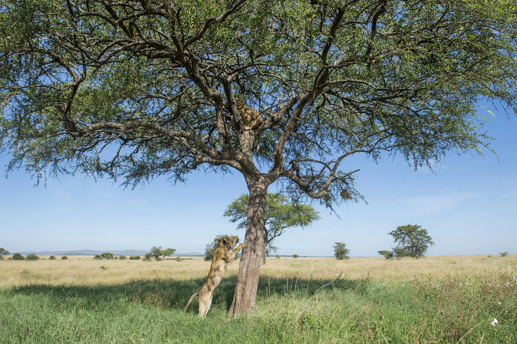 Singita Grumeti at Singita Faru Faru Lodge, Singita Serengeti Grumeti, Tanzania.