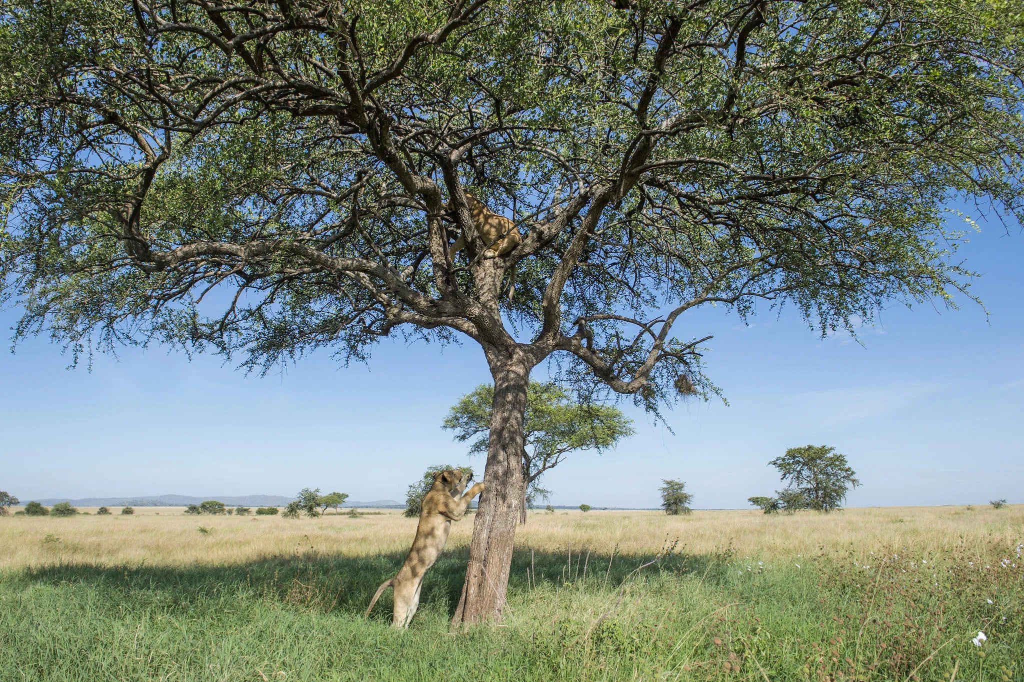 Singita Grumeti at Singita Faru Faru Lodge, Singita Serengeti Grumeti, Tanzania.