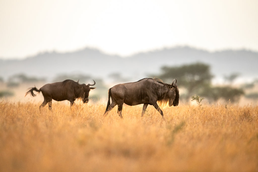 Game Drives